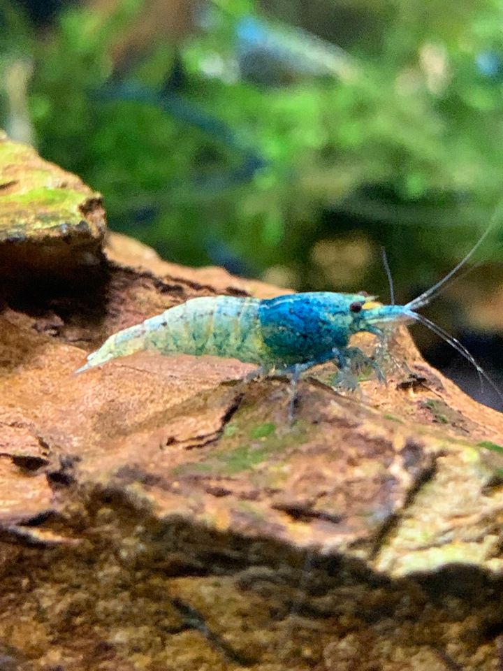 Blue Bolt Caridina Garnelen DNZ 10 Garnelen 25€ Sale ‼️ in Hamburg