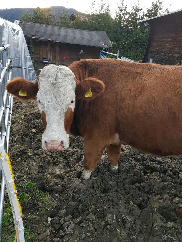 Pferdemist Kuhmist Dünger für den Garten auch Humus in Schliersee