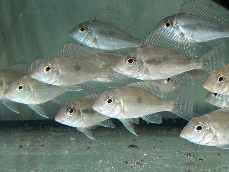 Geophagus sveni Rio Araguaia 5-6cm Erdfressers in Rangendingen