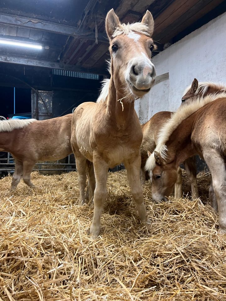 Schöne Haflinger zu verkaufen in Sprockhövel