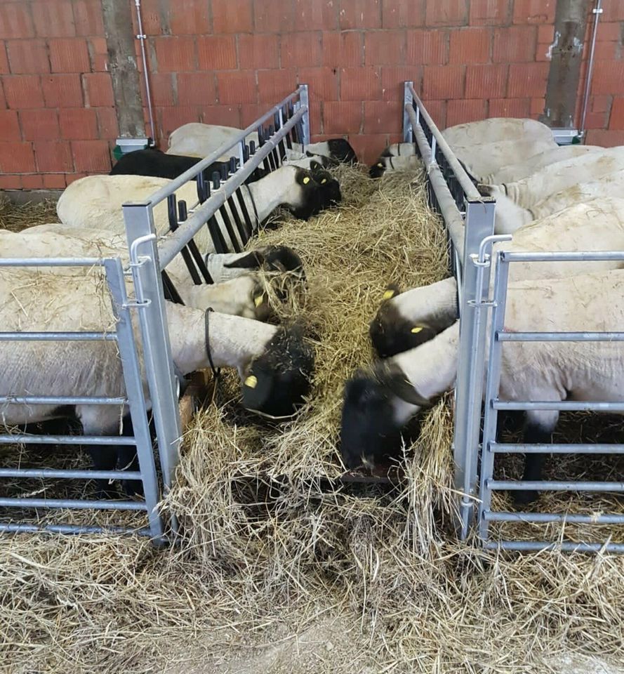 Futtertischgang - Raufe für Schafe Lämmer Suffolk Texel Silo Heu in Trendelburg