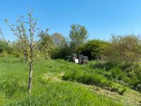 Bienenvolk / Wirtschaftsvolk mit 12er US - Dadantbeute (Carnica) Herzogtum Lauenburg - Walksfelde Vorschau