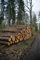 Feuerholz als Stammholz Thüringen - Gera Vorschau