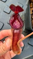 Nepenthes lowii x tenuis SG Baden-Württemberg - Weinheim Vorschau