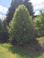 Elsbeere Laubbaum 600 cm - Sorbus torminalis - 2 Stück Sachsen - Schwarzenberg (Erzgebirge) Vorschau