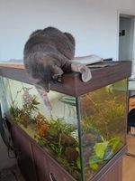 Aquarium 240L komplett - Ideal für Anfänger Kr. München - Putzbrunn Vorschau