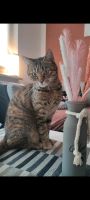 Katze vermisst Brandenburg - Elsterwerda Vorschau