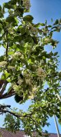 Gartenpflege und Obstbaumschnitt Heckenschnitt schneiden Bayern - Riedenberg Vorschau