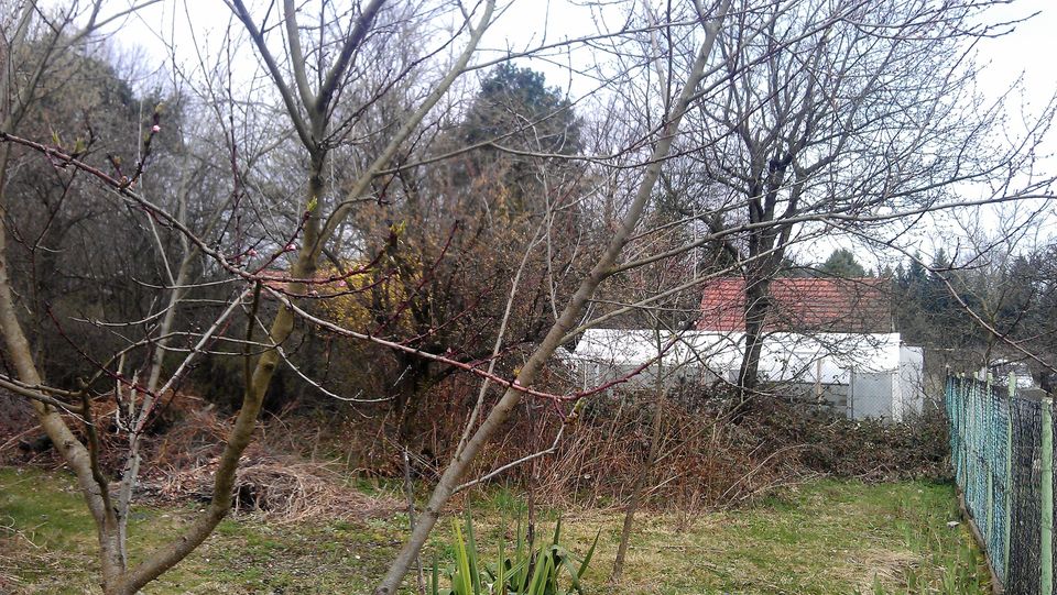 Verwilderten Garten neu gestalten: Astschretter-Stubbenfräse- usw in Wittichenau