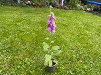 Fingerhut rosa im Topf Niedersachsen - Wolfenbüttel Vorschau