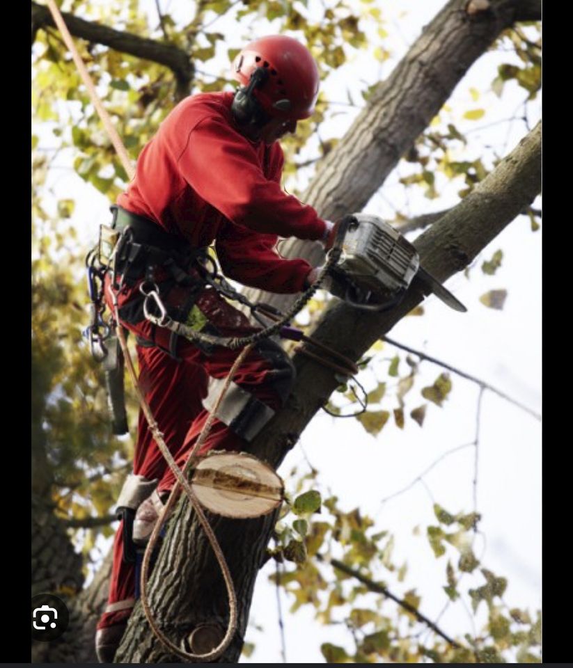 Baumpflege/ Rückschritt: Fällungen mit Seil kletter Technik in Rodgau
