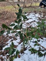 Ilex Aquifolium 50 cm europäische Stechpalme Sachsen - Mülsen Vorschau