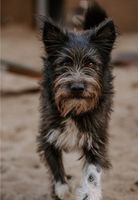 *Fussel* -kerniger Terrier-Mix Kreis Pinneberg - Elmshorn Vorschau