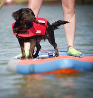 ☀️ SUP Verleih Board Brett Wassersport leihen ausleihen mieten Münster (Westfalen) - Amelsbüren Vorschau