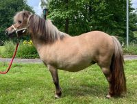 Mini Shetty Pony - Stute - 3-jährig Niedersachsen - Wildeshausen Vorschau