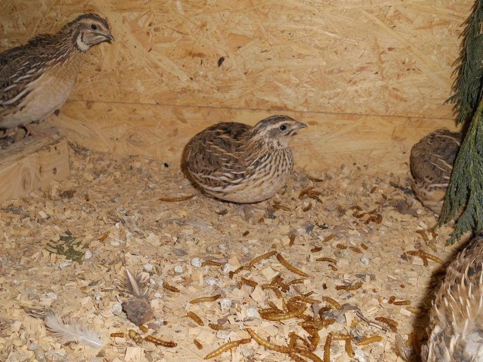 Bruteier europäische Feldwachtel Coturnix Feld-wachteln Wachtel in Haren (Ems)