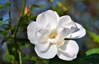 100 Samen Heckenrose ( Rosa Canina) Hagebutten Rheinland-Pfalz - Langenbach Vorschau