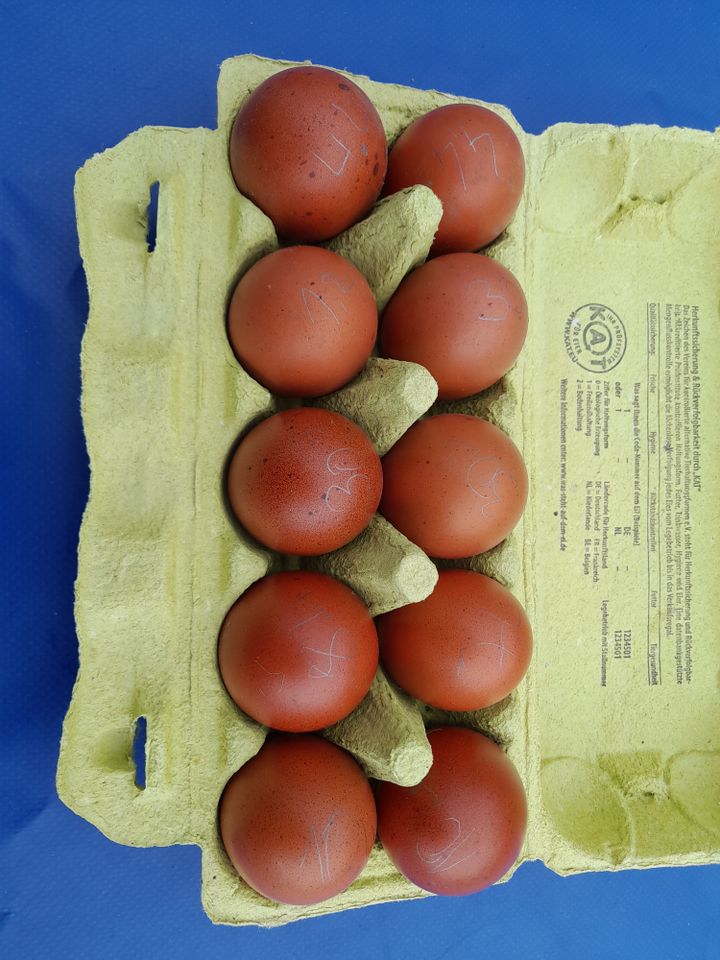 Maran Eier in Neuruppin