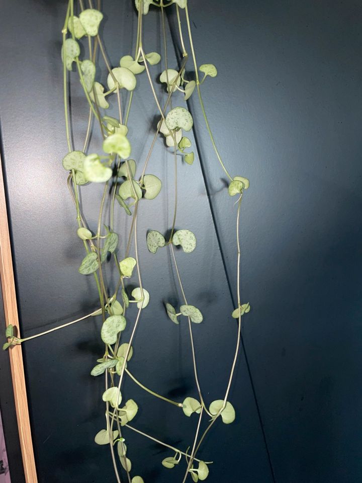 Ceropegia woodii String of Hearts Silver Glory Variegata in Roßdorf