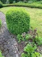 Buchsbaum Gartensträucher Bäume Baum Gartengewächs Hessen - Alheim Vorschau