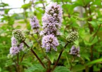 Kräuter / Staude : Pfefferminze „Mentha x piperita“ (Biogarten) Brandenburg - Dahlewitz Vorschau