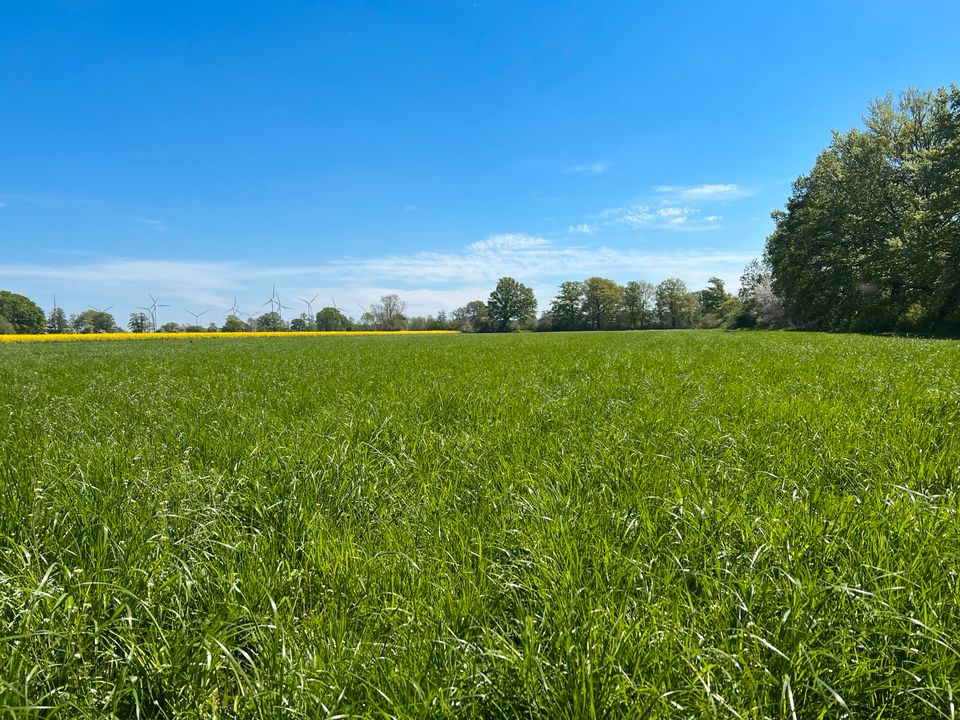 Suche Ackerland Acker Grünland Wiese Weide zu Kauf oder Pacht in Uetze