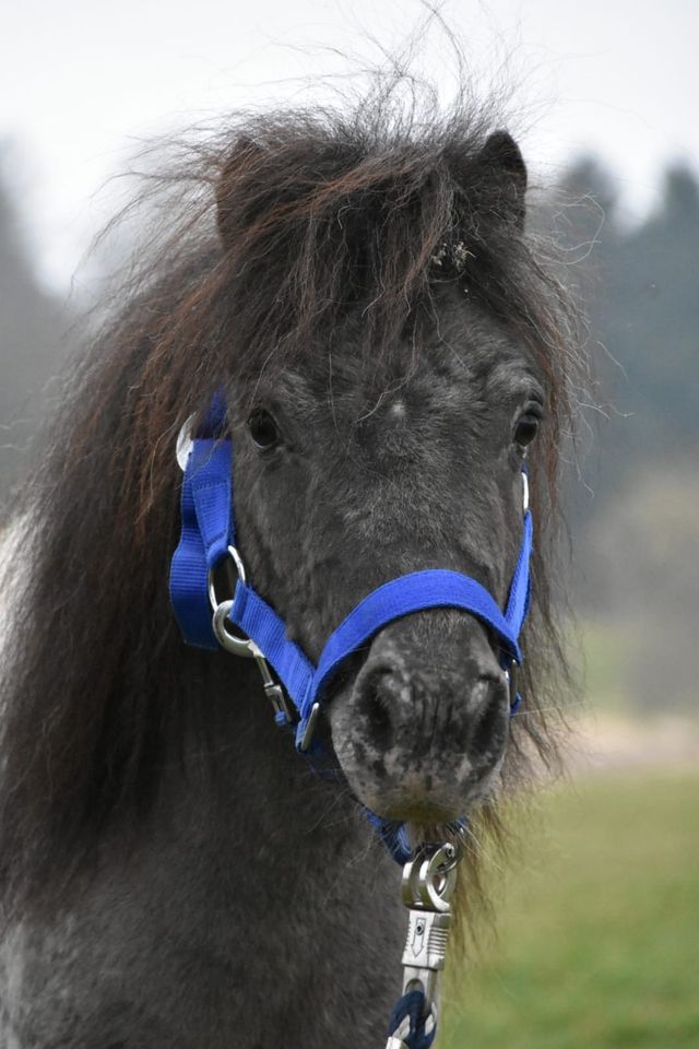 Pony Shetty Schecke Hengst/Wallach Kinderpony in Arnstorf