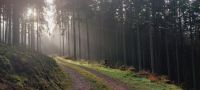 Wald / Kahlflächen zur Wiederbewaldung gesucht Rheinland-Pfalz - Gerolstein Vorschau