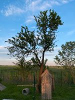 Baum als Brennholz zu verschenken! Niedersachsen - Stadland Vorschau