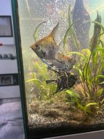 Pterophyllum Scalare # Fisch # Aquarium Baden-Württemberg - Heidelberg Vorschau