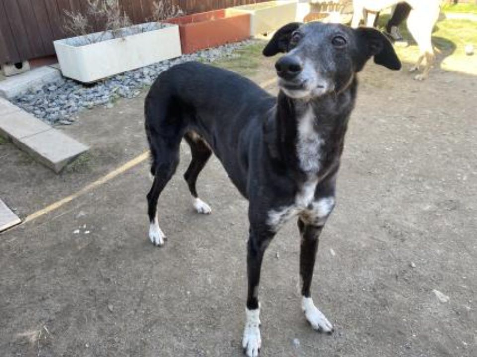 Hübsche Lilly sucht ihre Menschen 4animals!e.V. in Essen