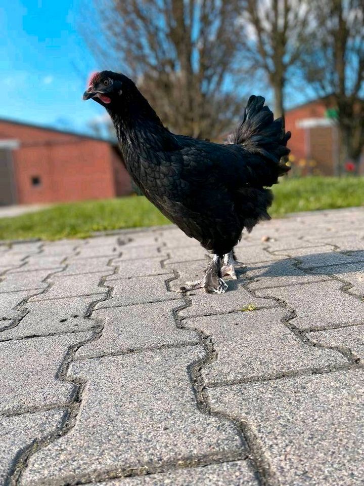 Hühner Junghennen Sussex Grünleger Könisberger Maran Bovan/17,00* in Oldenburg in Holstein