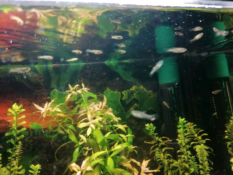 Guppy/Guppies Endler verschiedene größen 0.50€ in Langerwehe