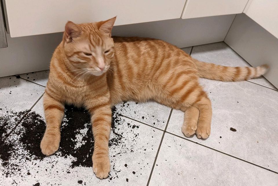 Kater Simba vermisst in München