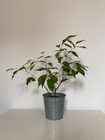 Benjamini Ficus Pflanze eingetopft Stuttgart - Stuttgart-Süd Vorschau