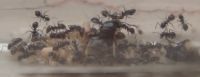 Lasius niger Schwarze Wegameise Kolonie Nordrhein-Westfalen - Mönchengladbach Vorschau