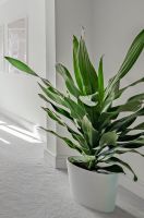 Dracaena Burley XXL – Robuste Luftreiniger-Palme Inkl Übertopf Köln - Ehrenfeld Vorschau