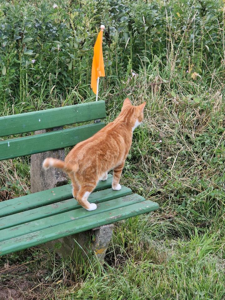 Rotgetigerter Kater mit weißen Abzeichen in Hüllhorst