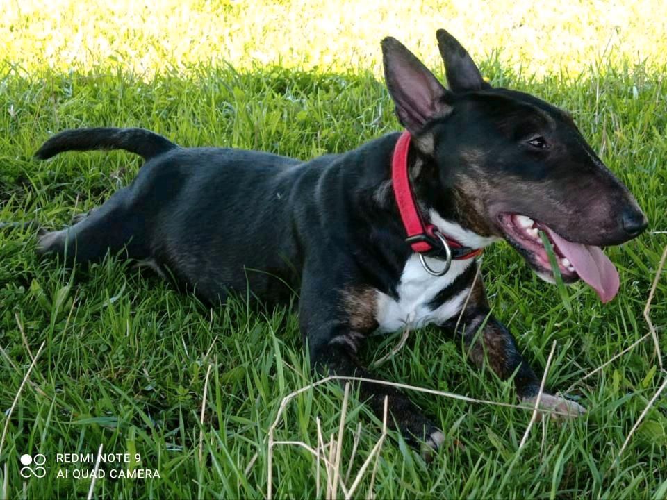 Miniatur Bullterrier in Penig