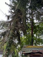 Sturmschaden, Problembaum 24h Notdienst Bayern - Straßkirchen Vorschau