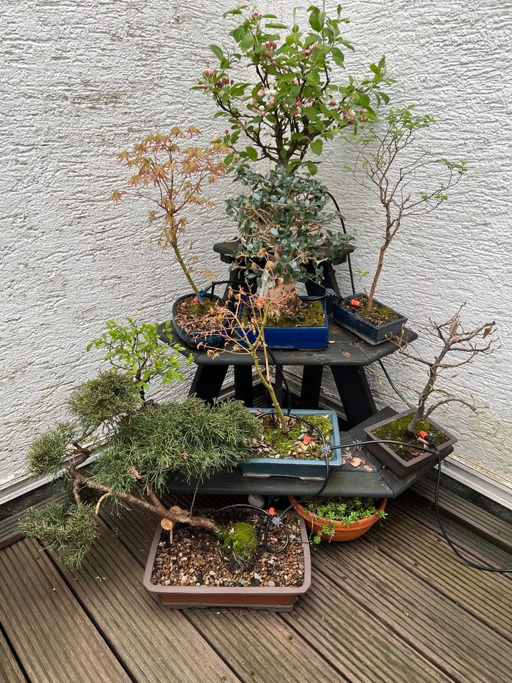 Bonsai Wachholder Juniperus in Schale in Köln