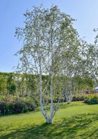 Himalaya Birke Samen Betula jacquemontii Himalayabirke Bonsai Niedersachsen - Laatzen Vorschau