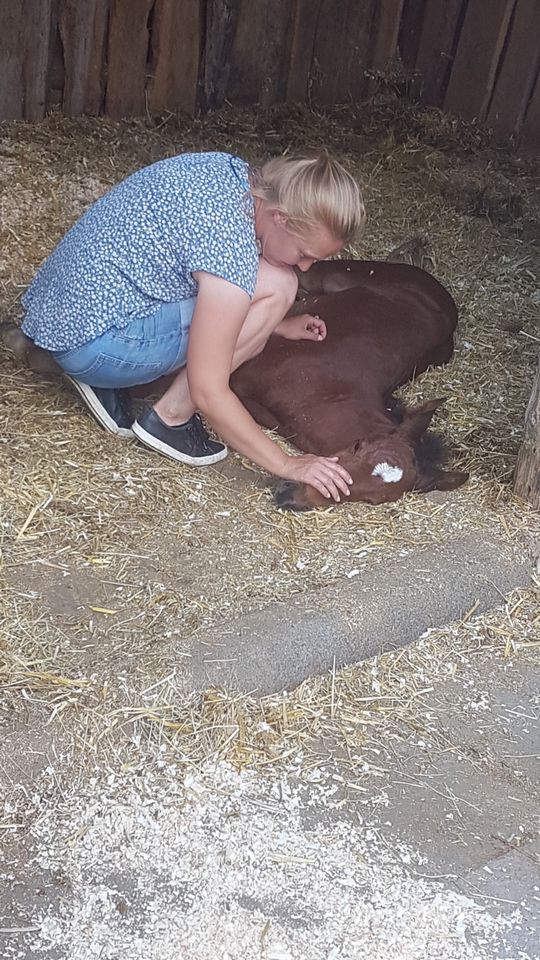 Oldenburger Hengst in Oberelsbach