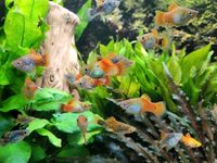 Platys/Platy Jungtiere/Babys/Jungfische Aquarium Fische Thüringen - Ilmenau Vorschau