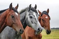 KAUFGESUCH 4 ha Pferdehof mit 4 separaten Häusern Niedersachsen - Esens Vorschau