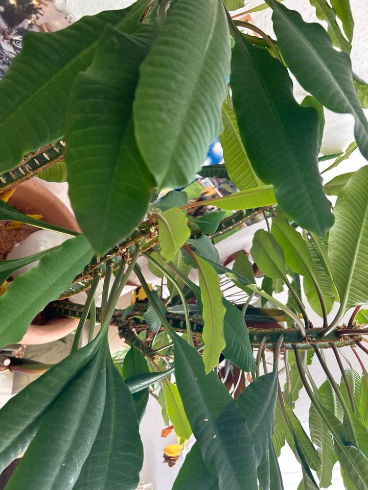 Spuckpalme komplett 70cm große Pflanze in Leipzig