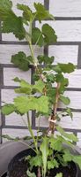 Schwarze Johannisbeere Pflanze in bio-Qualität im Topf Nordrhein-Westfalen - Lage Vorschau