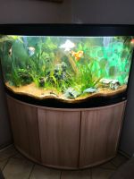 Eckaquarium von Fluval 350 Liter mit Unterschrank Brandenburg - Friesack Vorschau