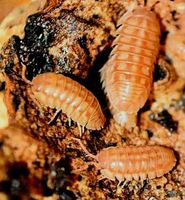 Armadillidium nasatum "peach" Asseln Baden-Württemberg - Bötzingen Vorschau