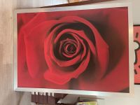 Ikea Bild rote Rosen 140 x 100 cm Baden-Württemberg - Kronau Vorschau